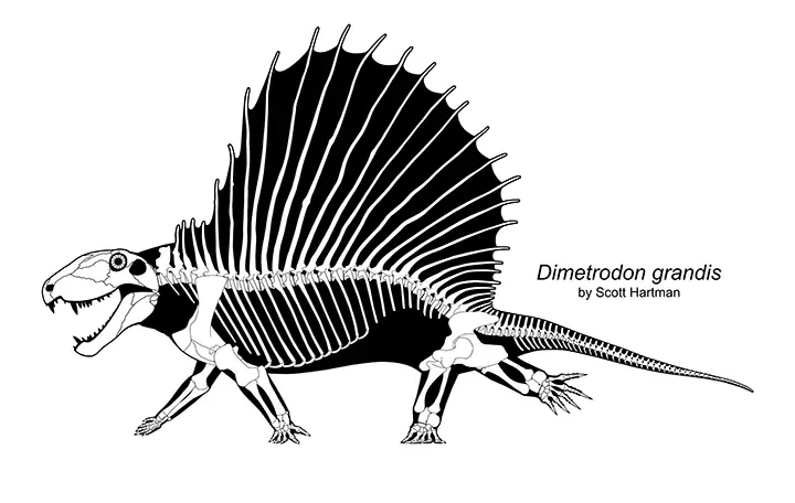 Skeletal reconstruction of Dimetrodon grandis in left lateral view, showing the tall spined sail and high-walk pose