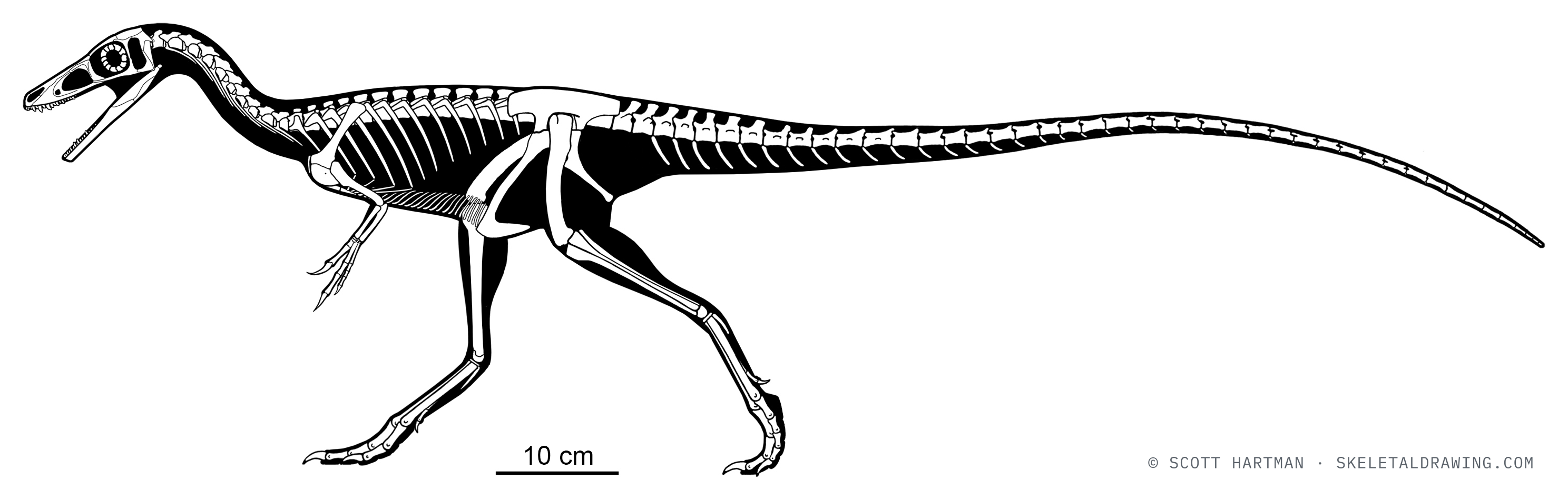 Compsognathus longipes — The larger French specimen (the former "Compsognathus corallestris"), ~1.25 m, shown for comparison with the German type.