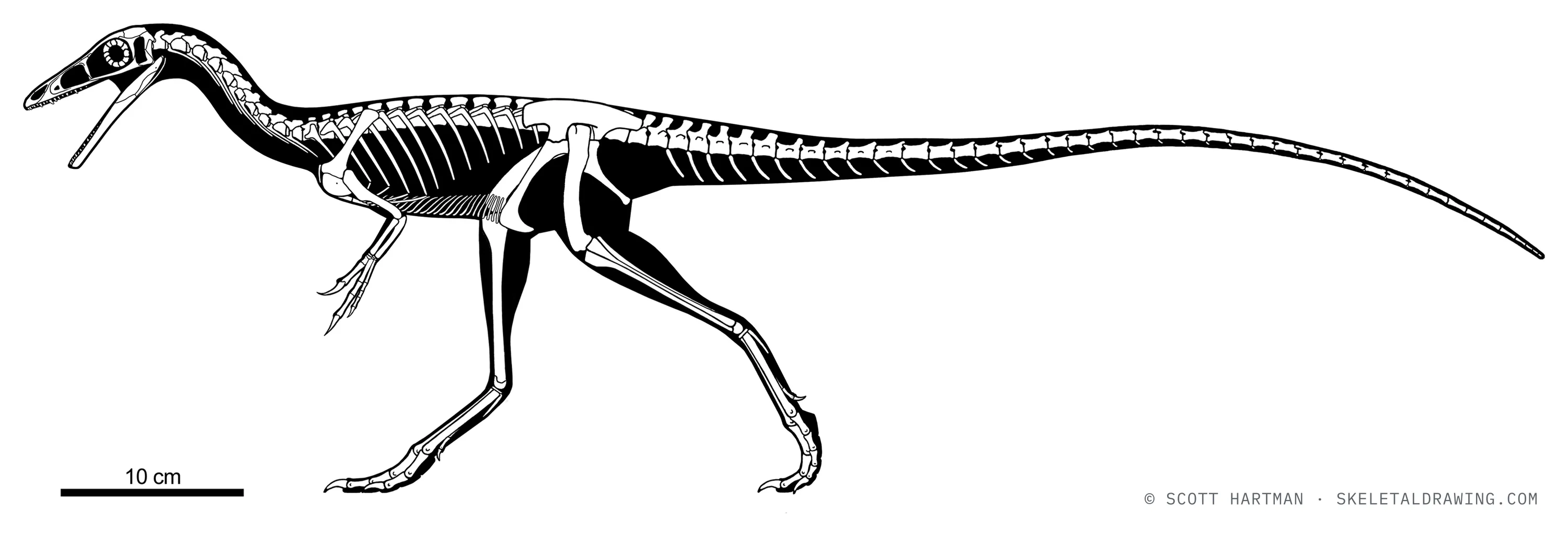 Compsognathus longipes skeletal reconstruction, left lateral view, reconstructed length ~0.85 m.