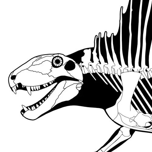 Just reposting my in-progress work on the backbone of Dimetrodon here. That dip sure is interesting…