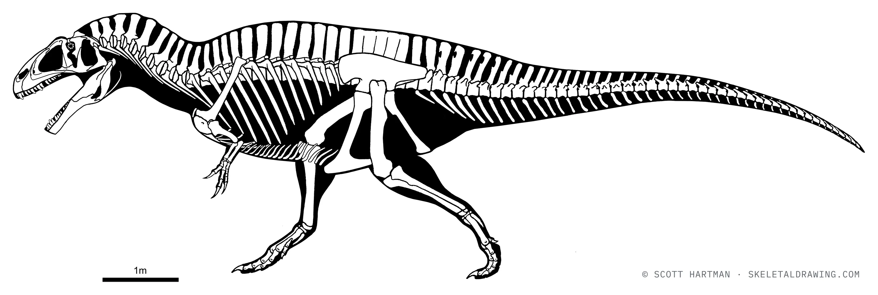 Acrocanthosaurus atokensis skeletal reconstruction, left lateral view, reconstructed length ~11.5 m.