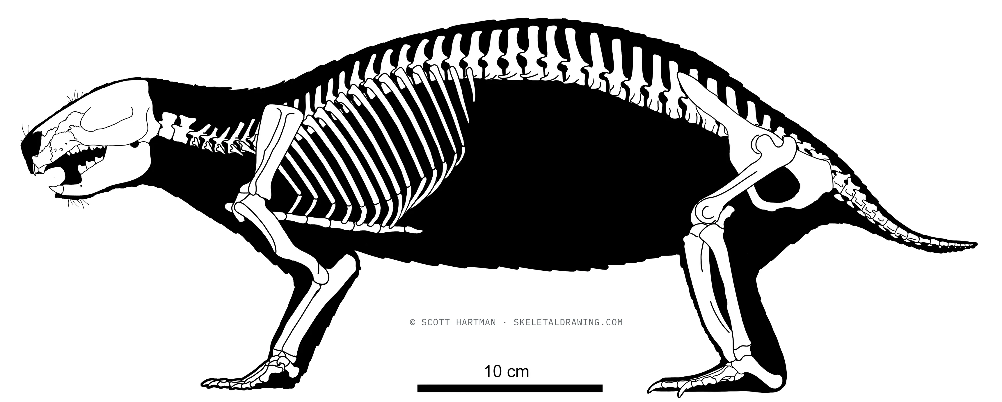 Adalatherium hui skeletal reconstruction, left lateral view, reconstructed length ~0.52 m.