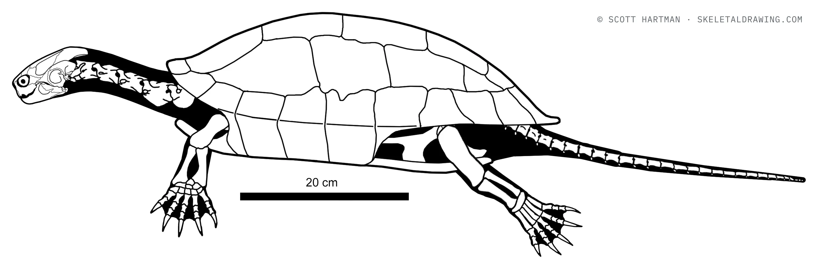 Adocus lineolatus skeletal reconstruction, left lateral view, length 96 cm.
