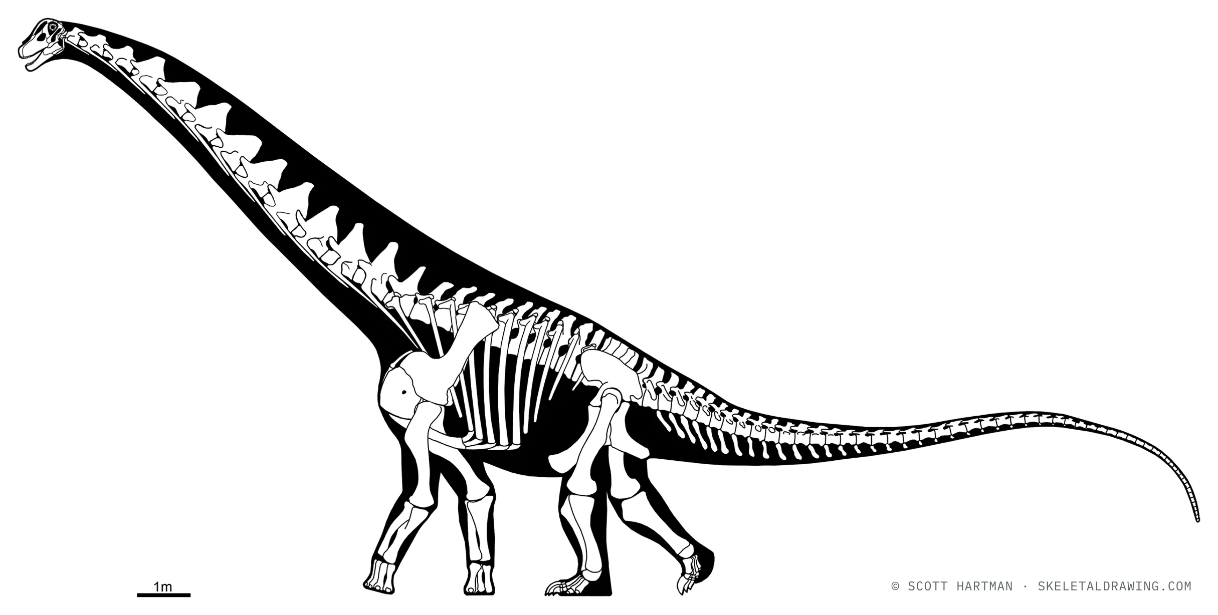 Alamosaurus sanjuanensis skeletal reconstruction, left lateral view, reconstructed length ~26 m.