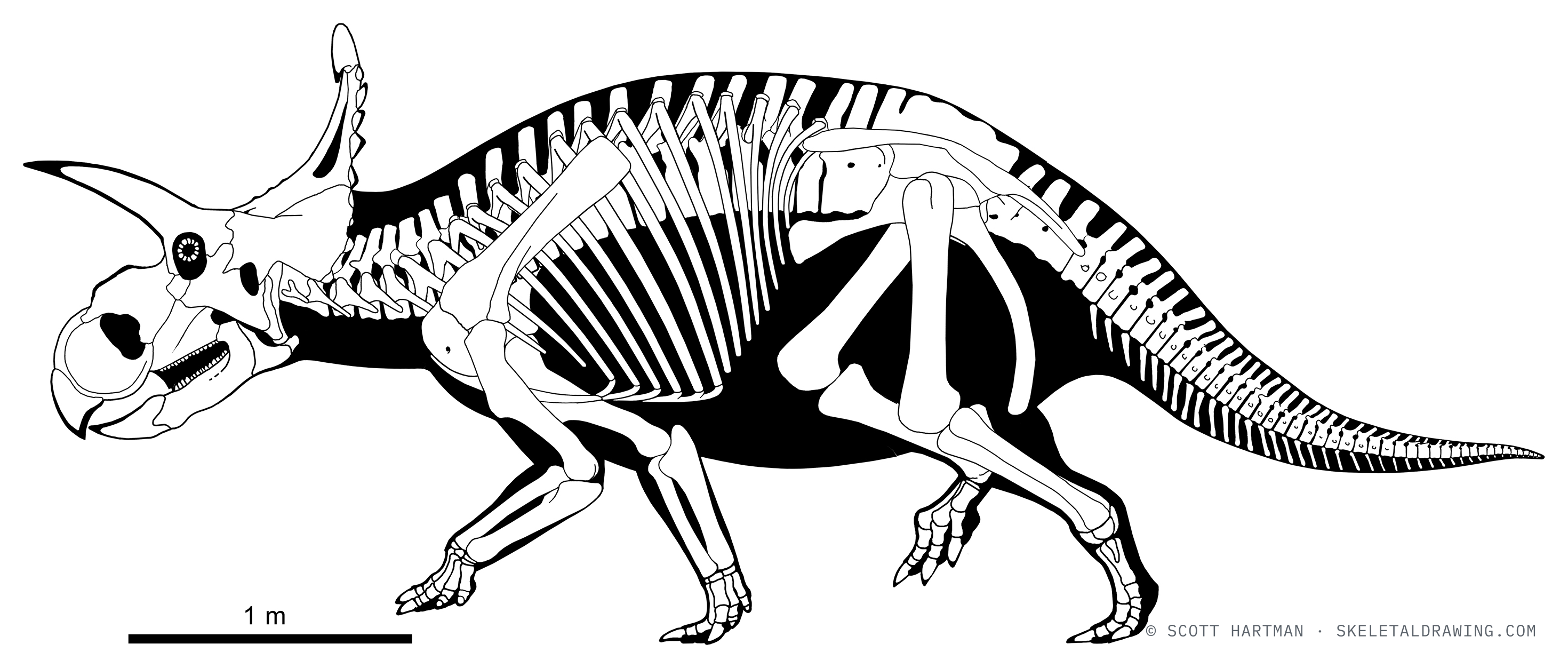 Albertaceratops nesmoi skeletal reconstruction, left lateral view, reconstructed length ~5.5 m.