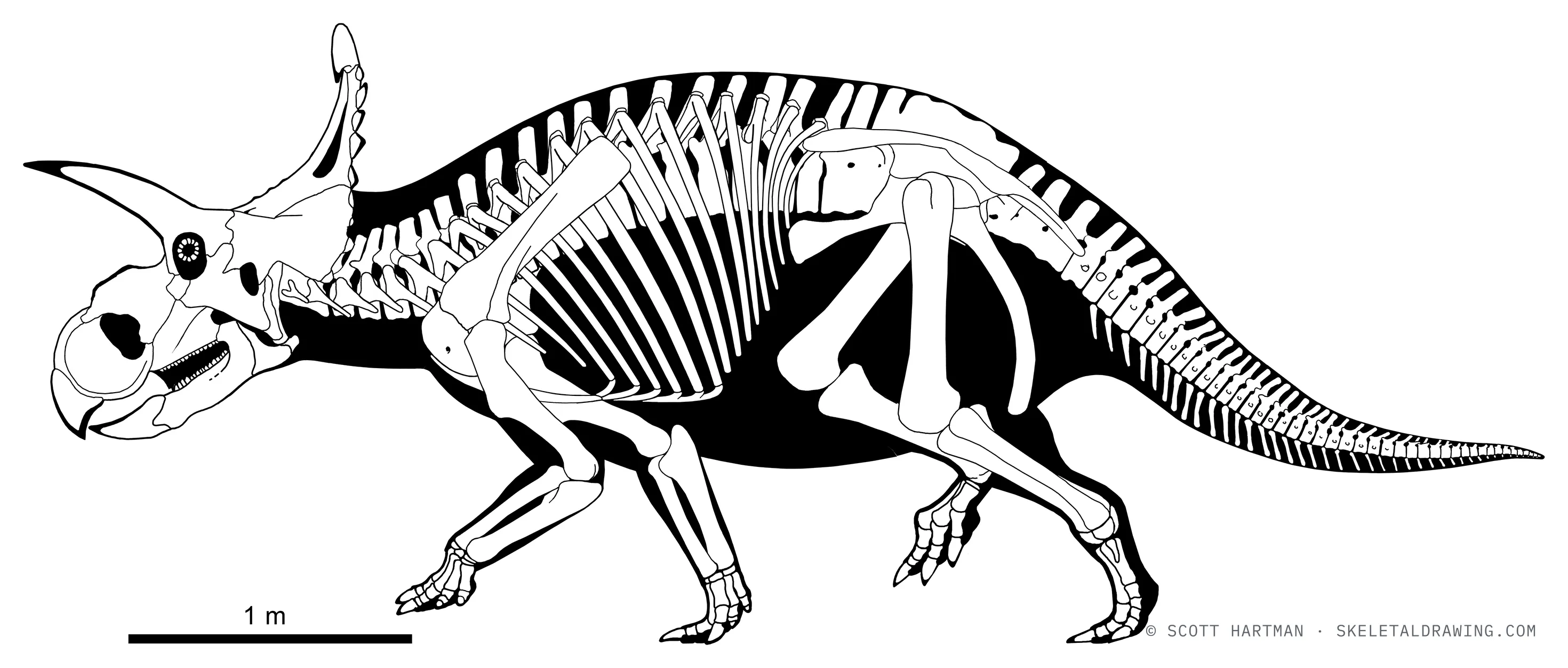 Albertaceratops nesmoi skeletal reconstruction, left lateral view, reconstructed length ~5.5 m.