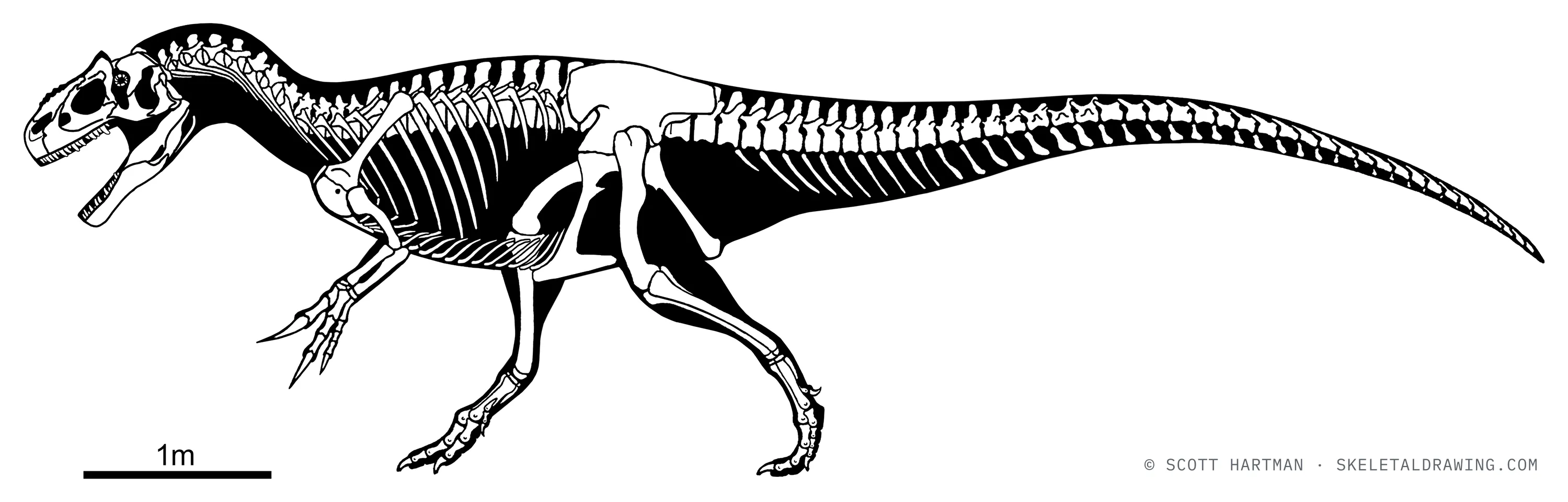 Allosaurus fragilis skeletal reconstruction, left lateral view, reconstructed length ~8 m.