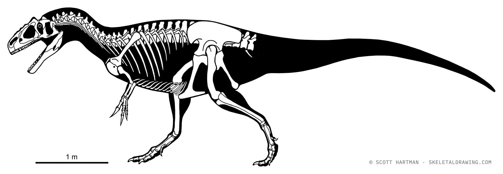 Known-material diagram of Allosaurus jimmadseni MOR 693 (Big Al) — preserved elements shown in white against a black body silhouette.