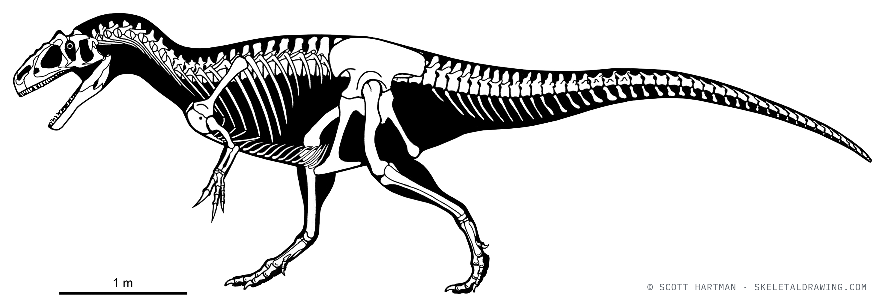 Allosaurus jimmadseni skeletal reconstruction, left lateral view — the subadult MOR 693 (Big Al), ~6.6 m.