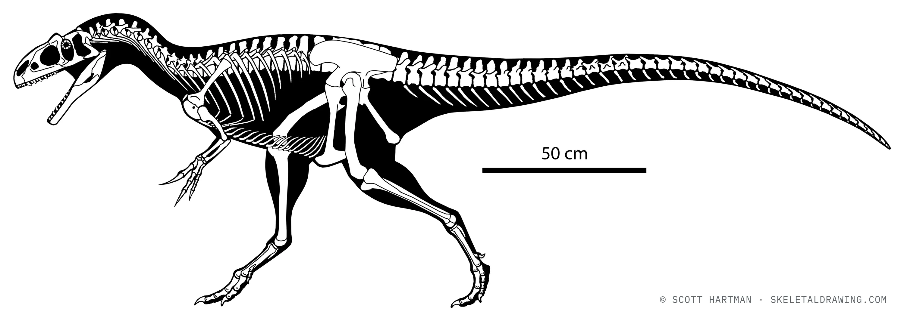Allosaurus jimmadseni skeletal reconstruction, left lateral view — the juvenile 'Little Al', ~2.8 m.