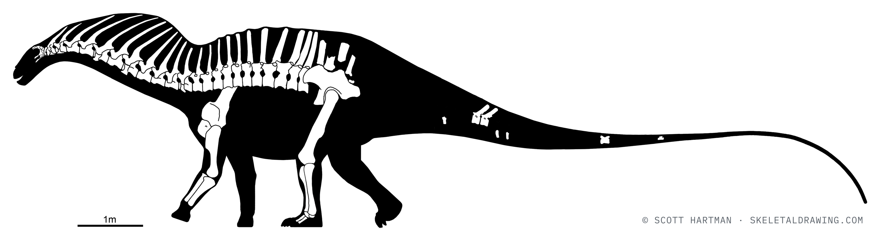 Known skeletal material of Amargasaurus cazaui MACN-N 15 — elements preserved in the specimen drawn in white against a black body silhouette.