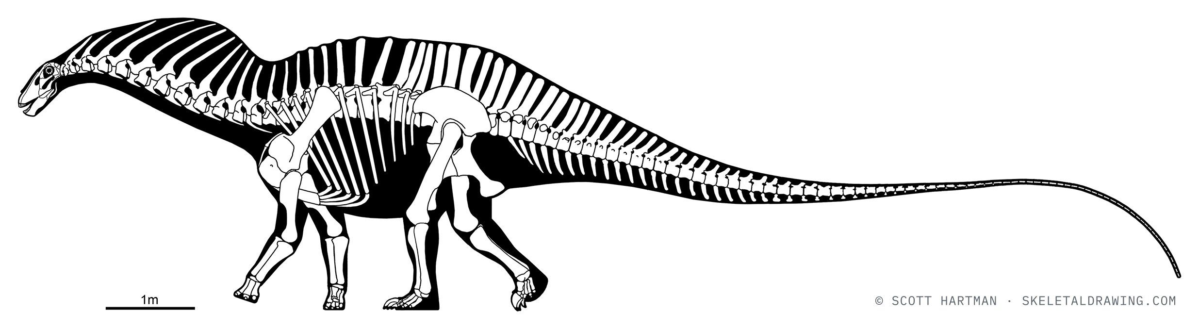 Amargasaurus cazaui skeletal reconstruction, left lateral view, specimen MACN-N 15, reconstructed length ~13.5 m.