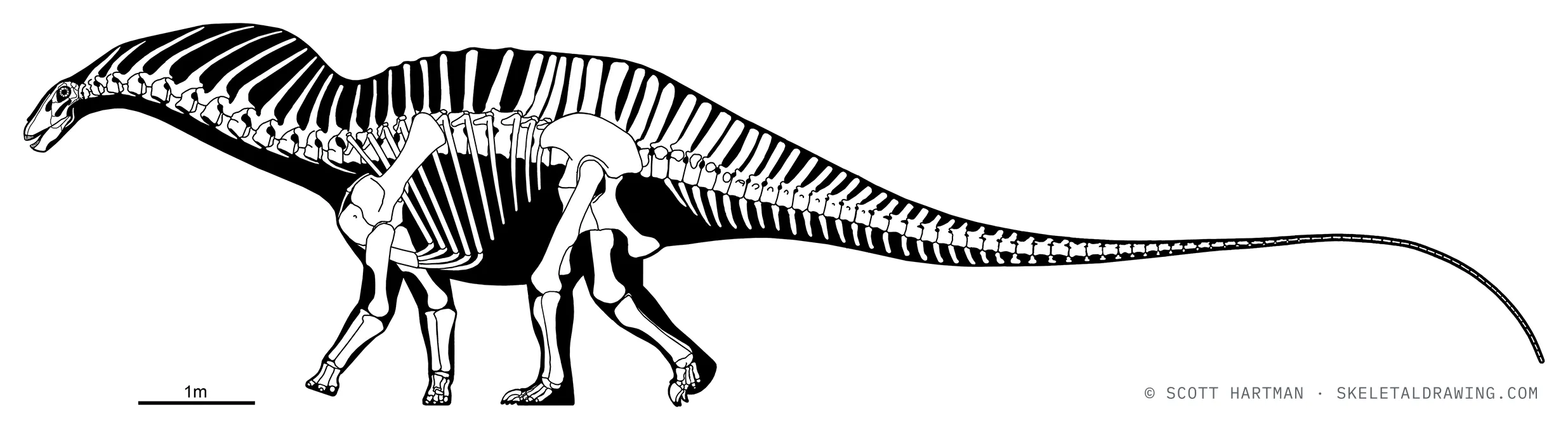Amargasaurus cazaui skeletal reconstruction, left lateral view, specimen MACN-N 15, reconstructed length ~13.5 m.