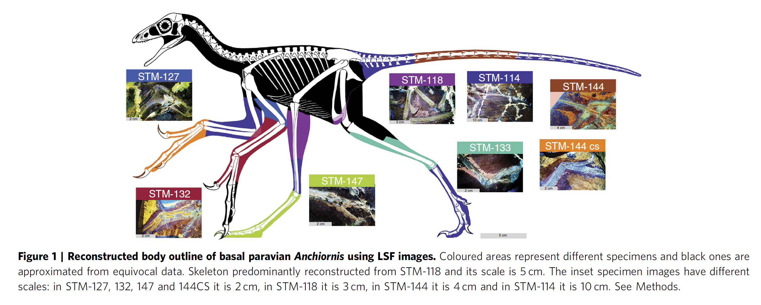 Reconstructed body outline of Anchiornis huxleyi from laser-stimulated fluorescence of multiple specimens (Wang, Pittman et al. 2017).