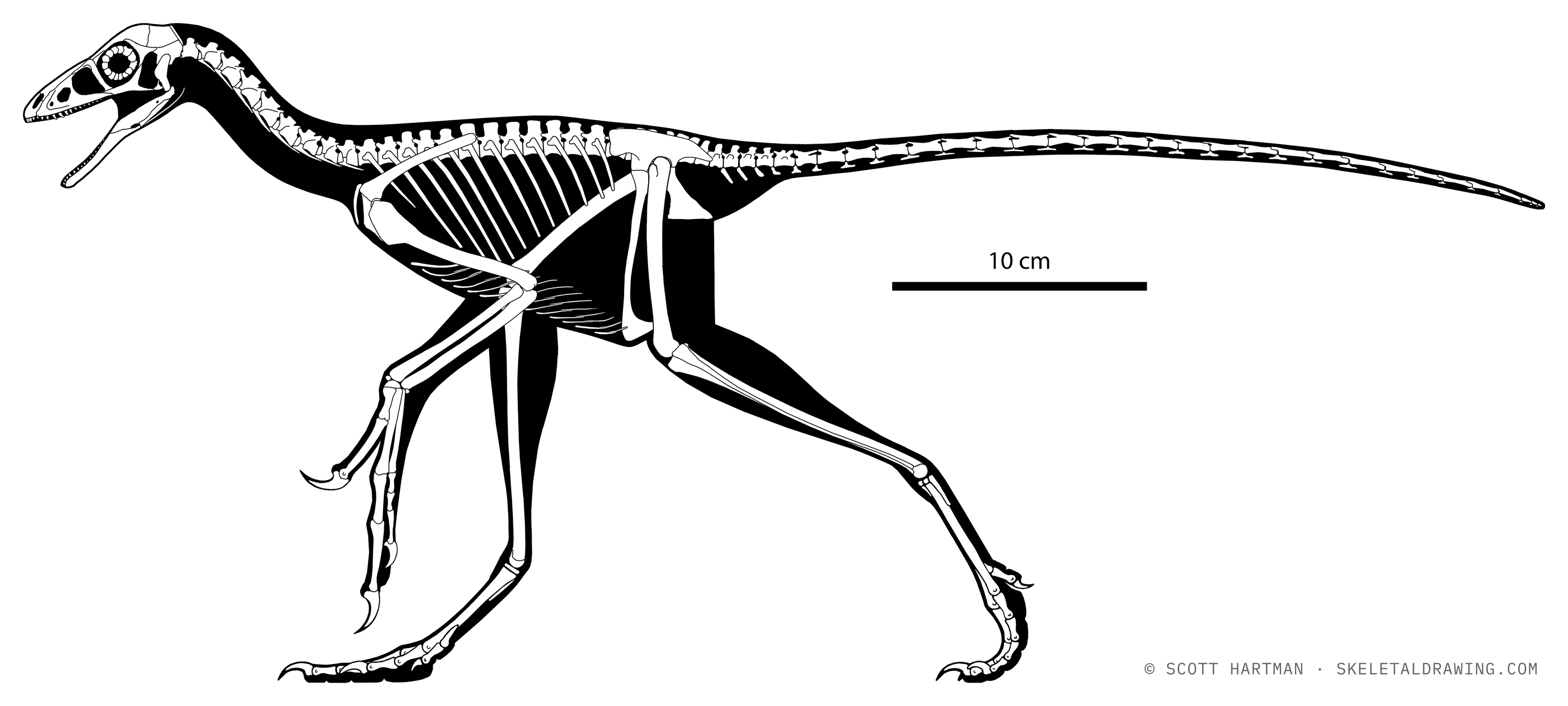 Anchiornis huxleyi skeletal reconstruction, left lateral view, reconstructed length ~0.6 m.