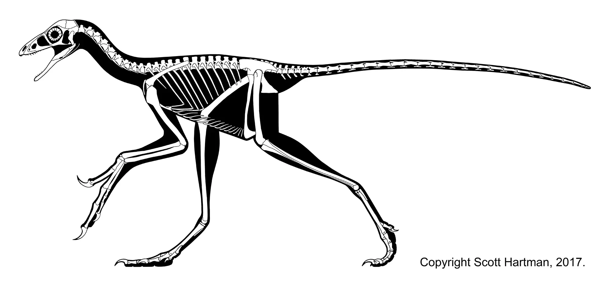 Skeletal reconstruction of Anchiornis in left lateral view, incorporating soft-tissue skin depth