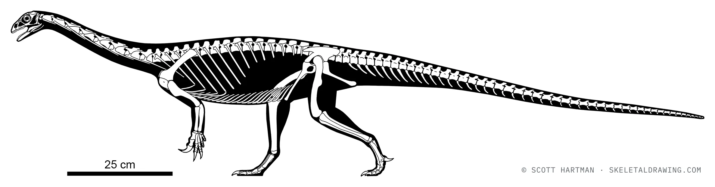 Anchisaurus polyzelus skeletal reconstruction, left lateral view, reconstructed length ~1.7 m.