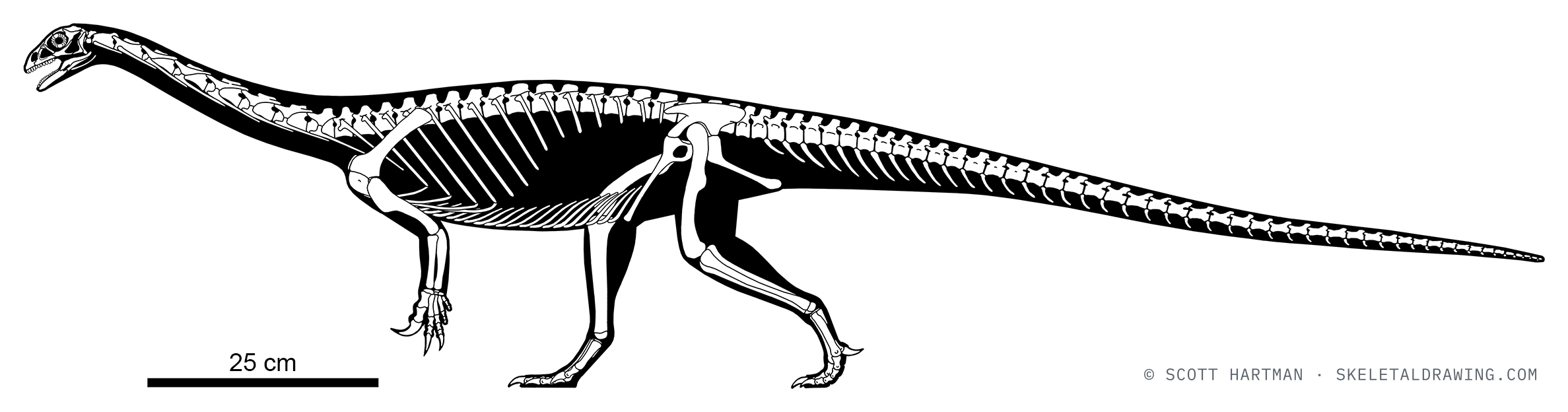 Anchisaurus polyzelus skeletal reconstruction, left lateral view, reconstructed length ~1.7 m.
