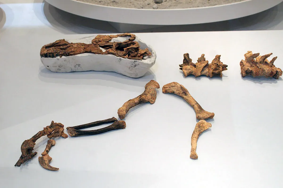 Guanlong wucaii specimen. Photo from academic.ru.