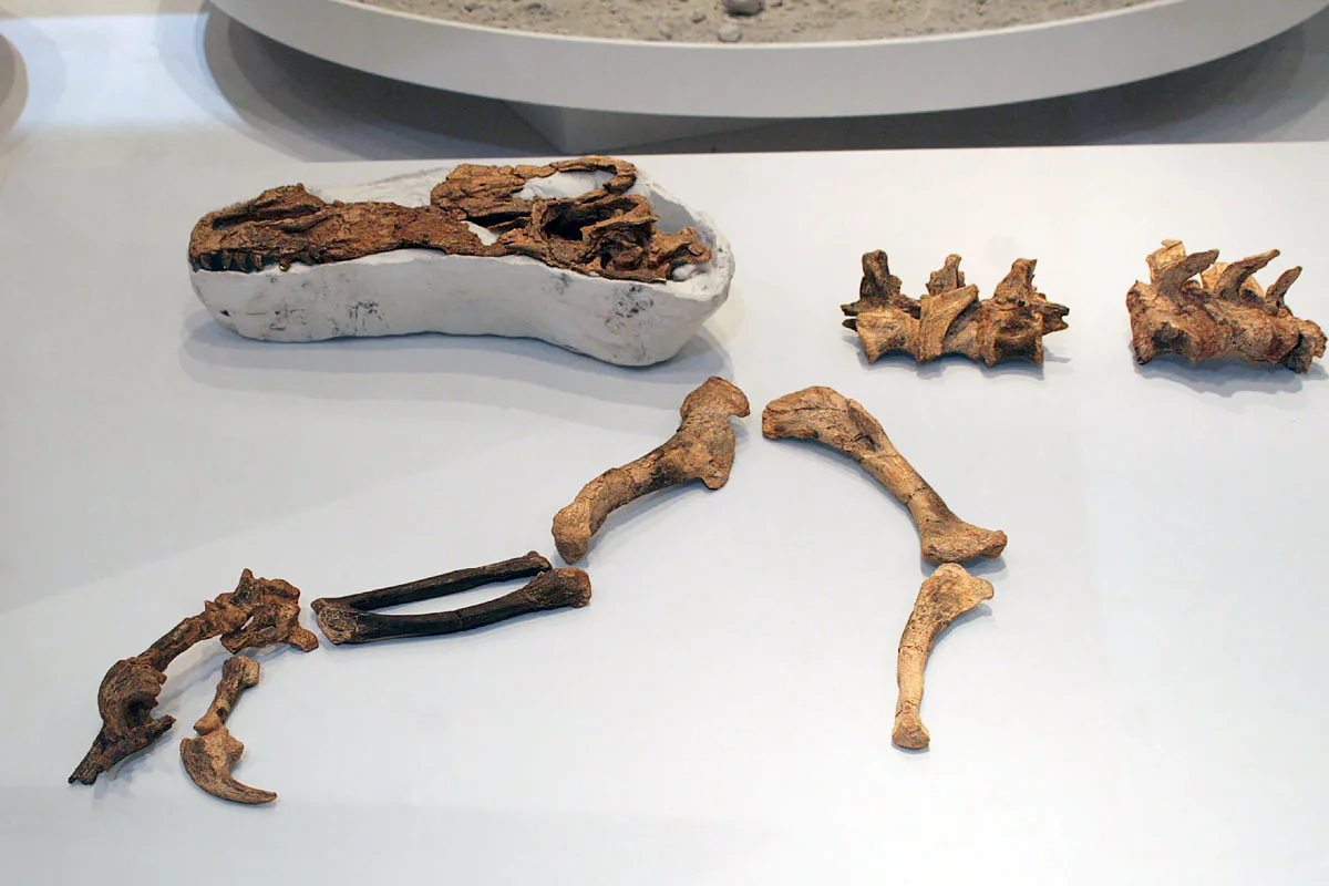 Guanlong wucaii specimen. Photo from academic.ru.