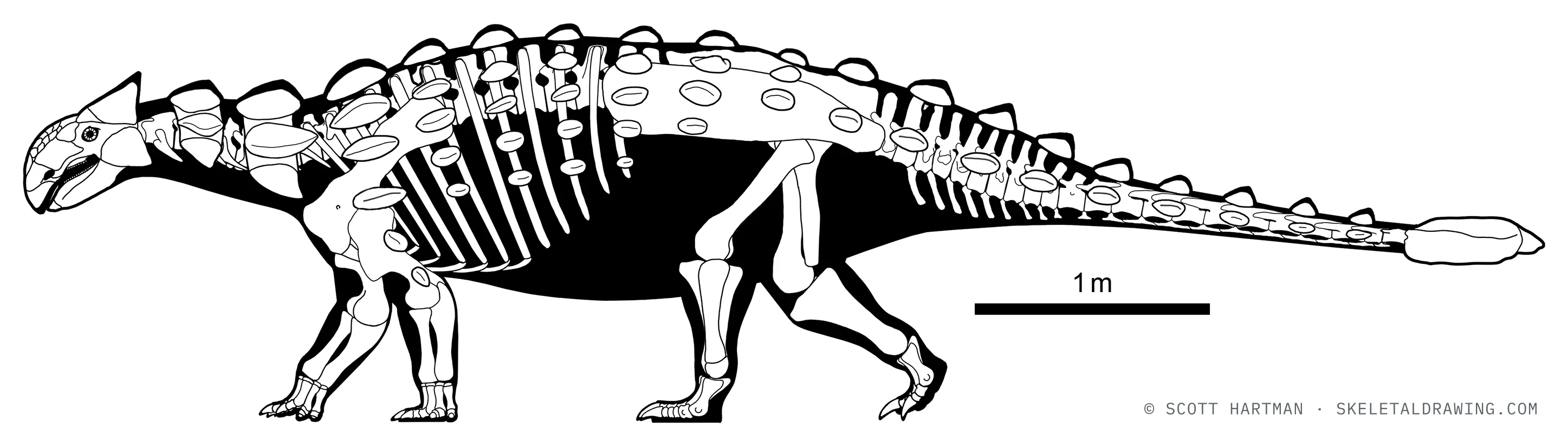 Ankylosaurus magniventris skeletal reconstruction, left lateral view, reconstructed length ~6.5 m.
