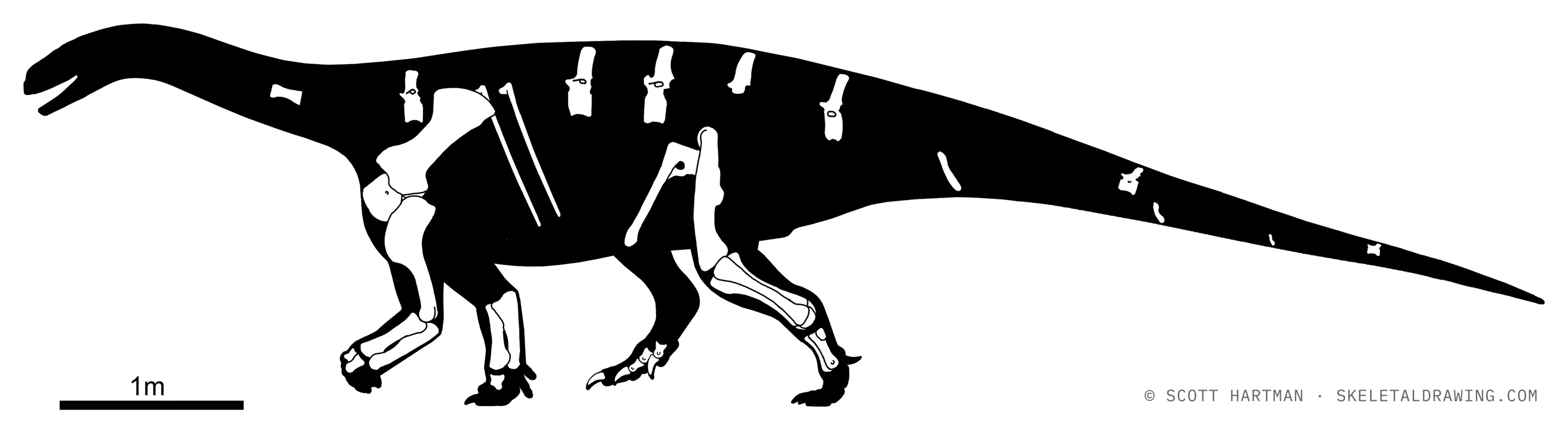 Known skeletal material of Antetonitrus ingenipes: preserved elements shown in white against a black body silhouette.