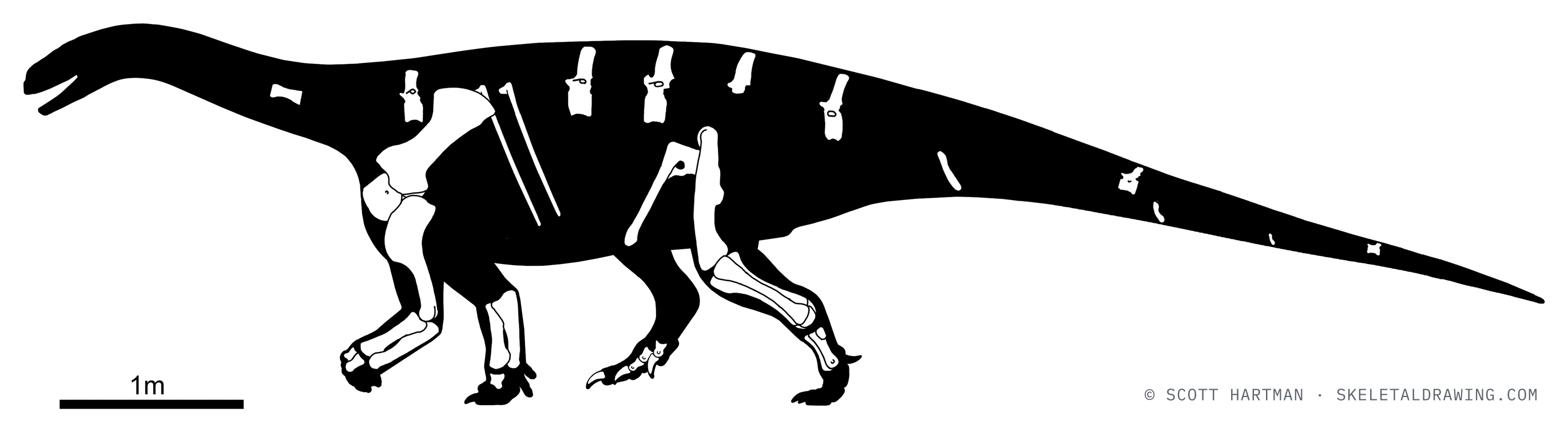 Known skeletal material of Antetonitrus ingenipes: preserved elements shown in white against a black body silhouette.
