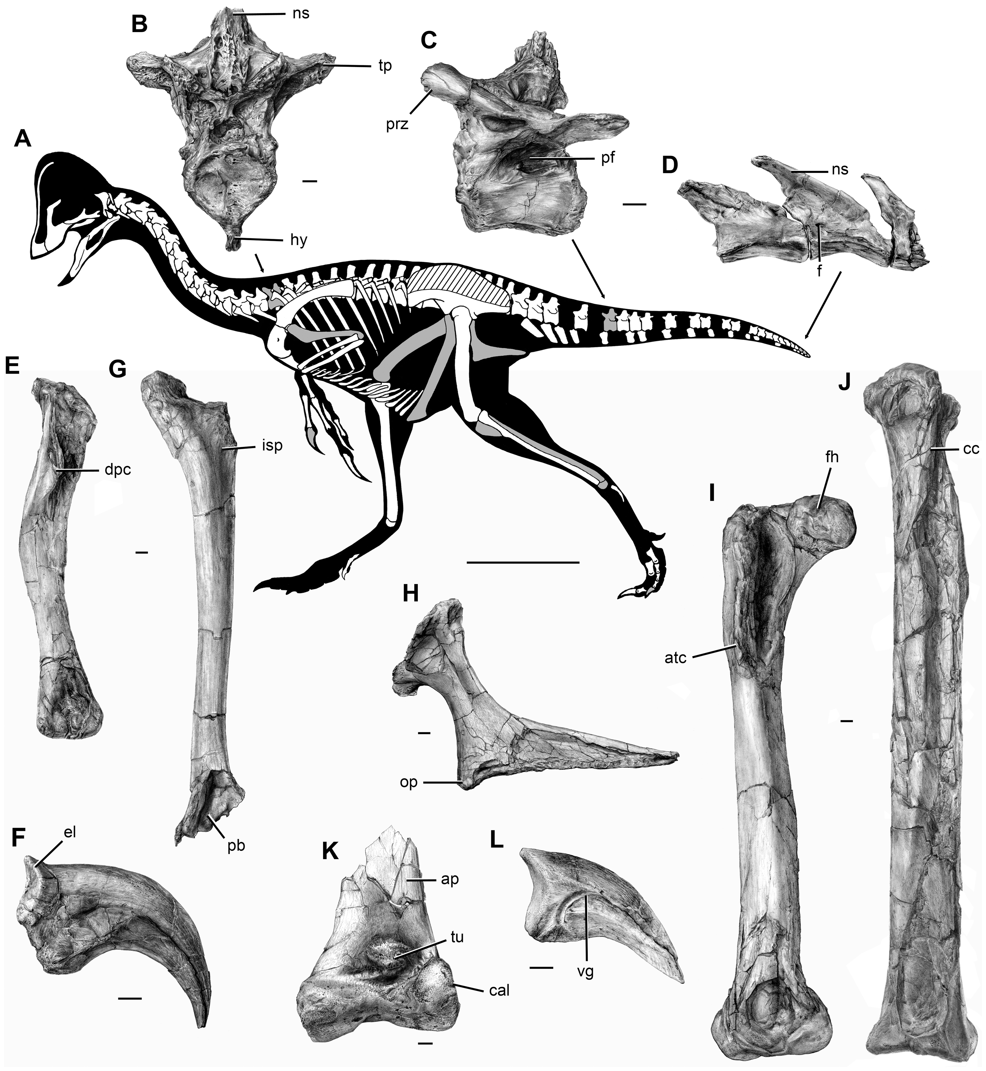 Selected skeletal elements of the Anzu wyliei type material (Lamanna et al. 2014).