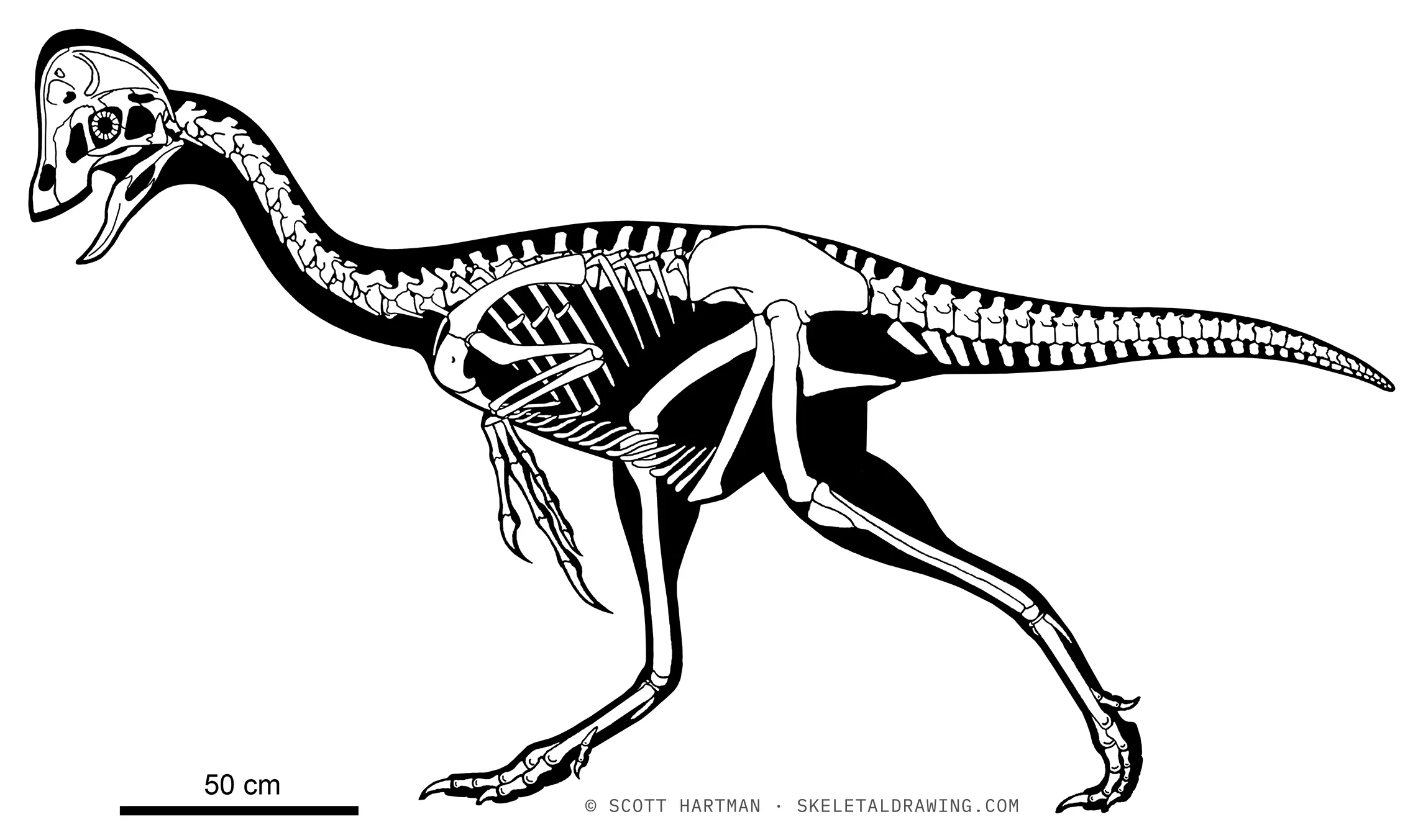 Anzu wyliei skeletal reconstruction, left lateral view, reconstructed length ~3 m.