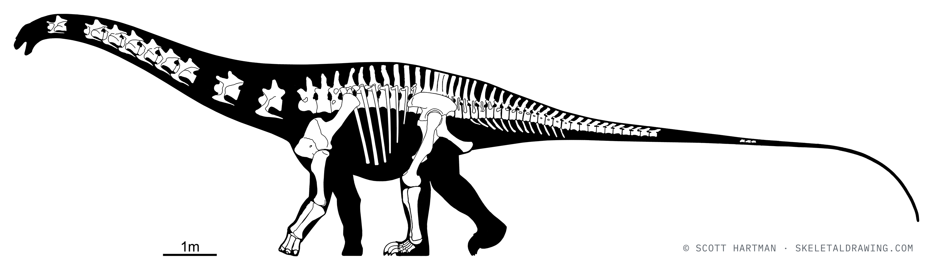 Known skeletal material of Apatosaurus ajax NMST-PV 20375: preserved elements shown in white against a black body silhouette.