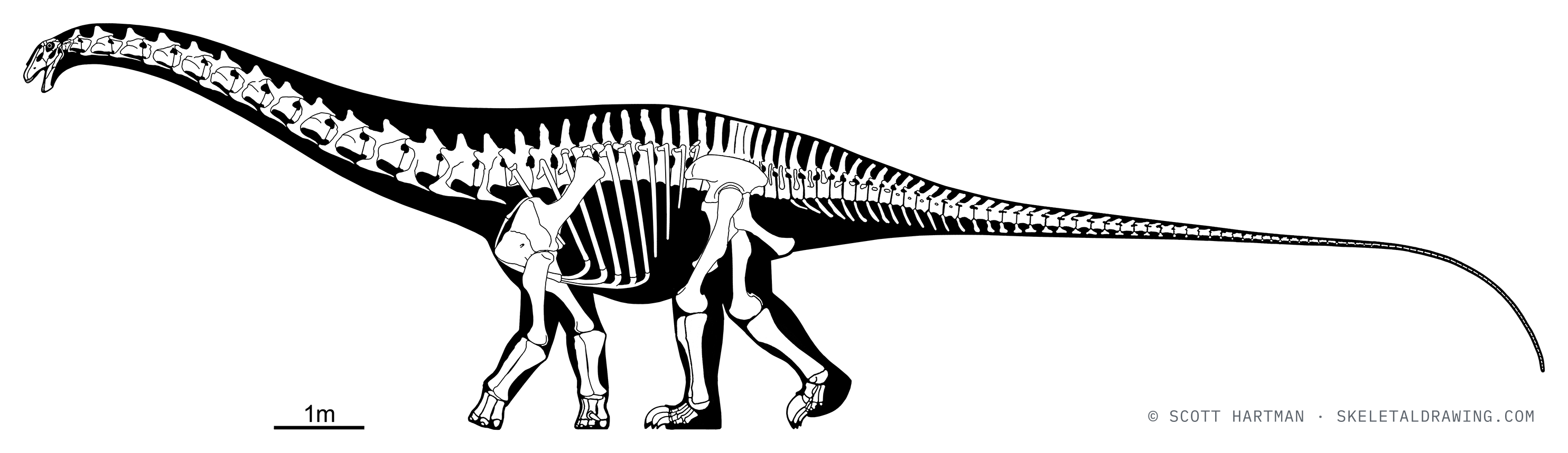 Apatosaurus ajax skeletal reconstruction, left lateral view, specimen NMST-PV 20375, reconstructed length ~18 m.