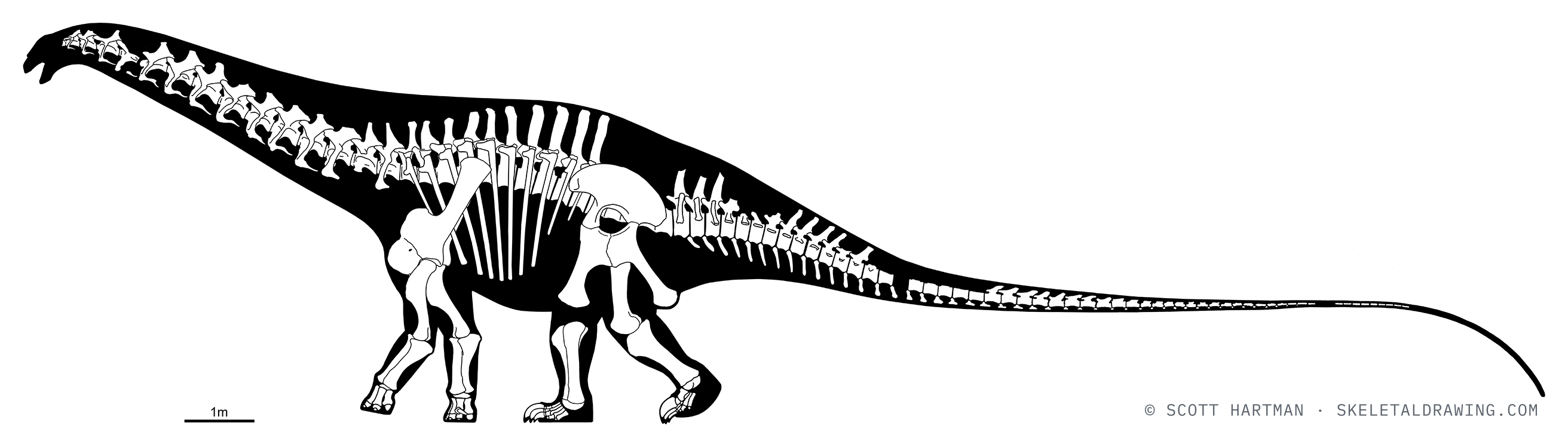 Known skeletal material of Apatosaurus louisae CM 3018 — elements preserved in the specimen drawn in white against a black body silhouette.