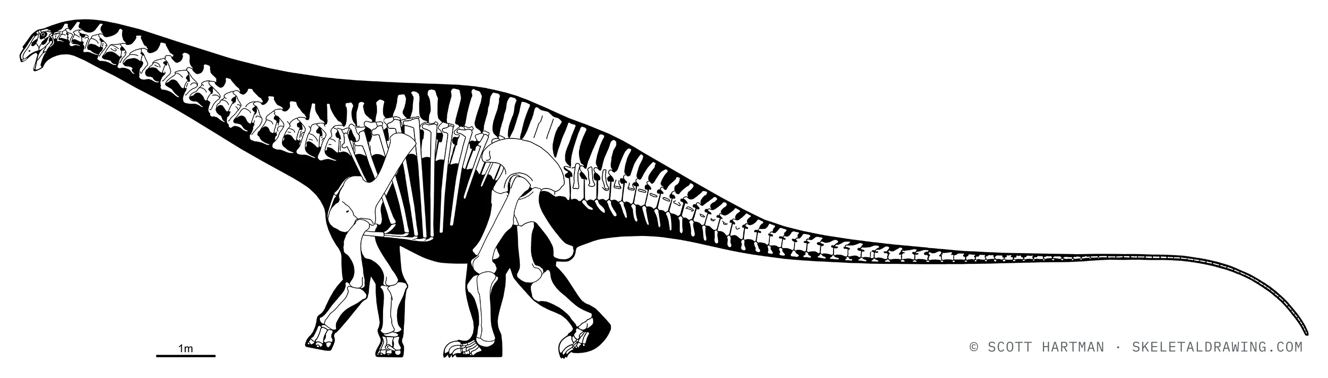 Apatosaurus louisae skeletal reconstruction, left lateral view, specimen CM 3018, reconstructed length ~23 m.