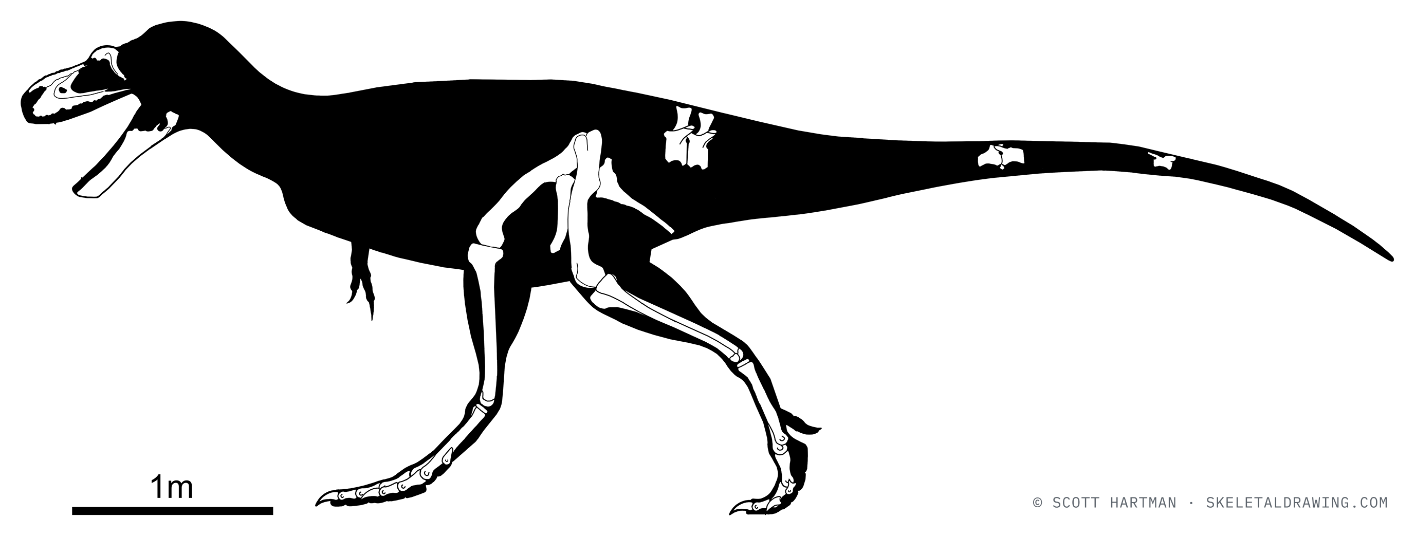 Known skeletal material of Appalachiosaurus montgomeriensis: preserved elements shown in white against a black body silhouette.