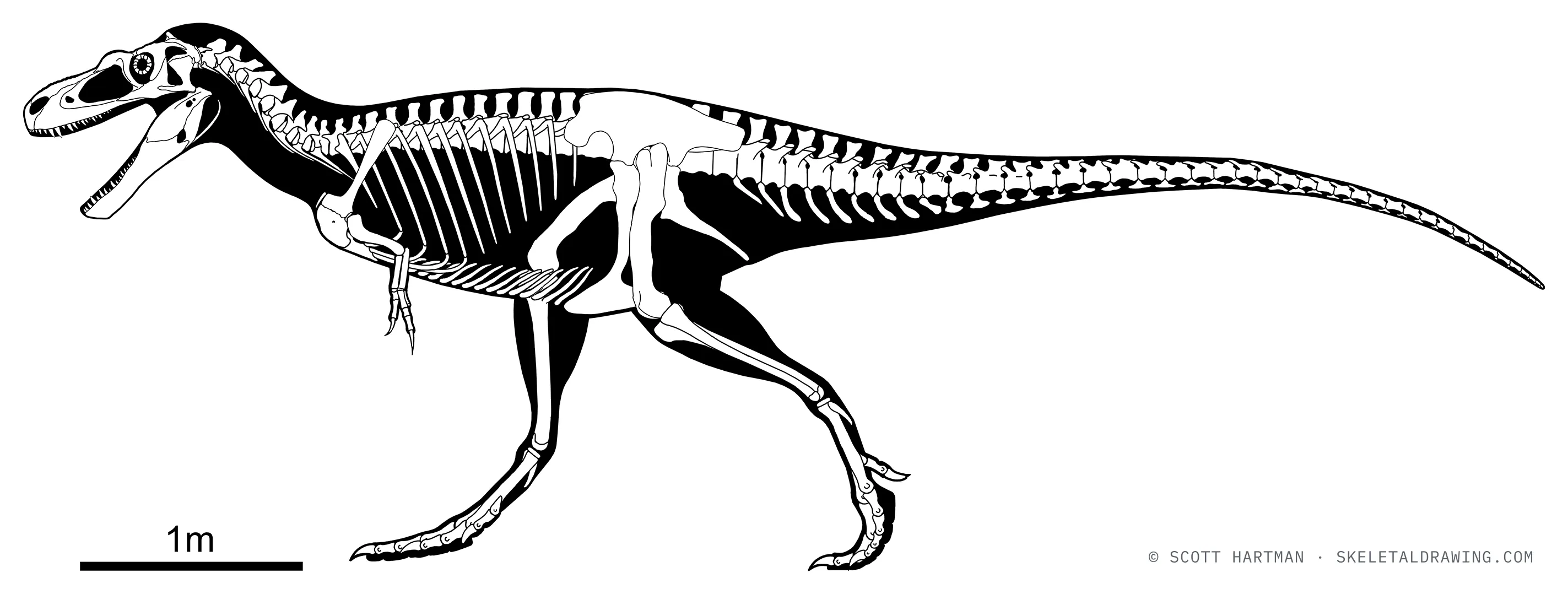 Appalachiosaurus montgomeriensis skeletal reconstruction, left lateral view, reconstructed length ~7 m.