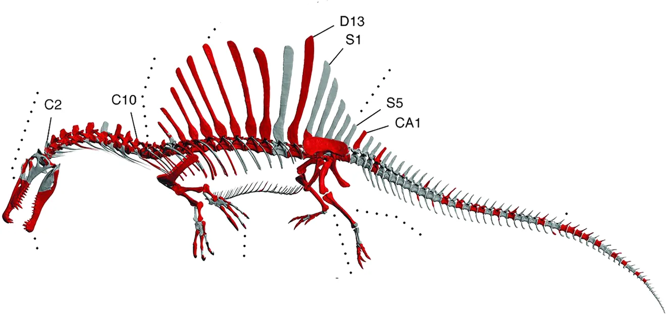 The skeleton in question, from Ibrahim et al., 2014.