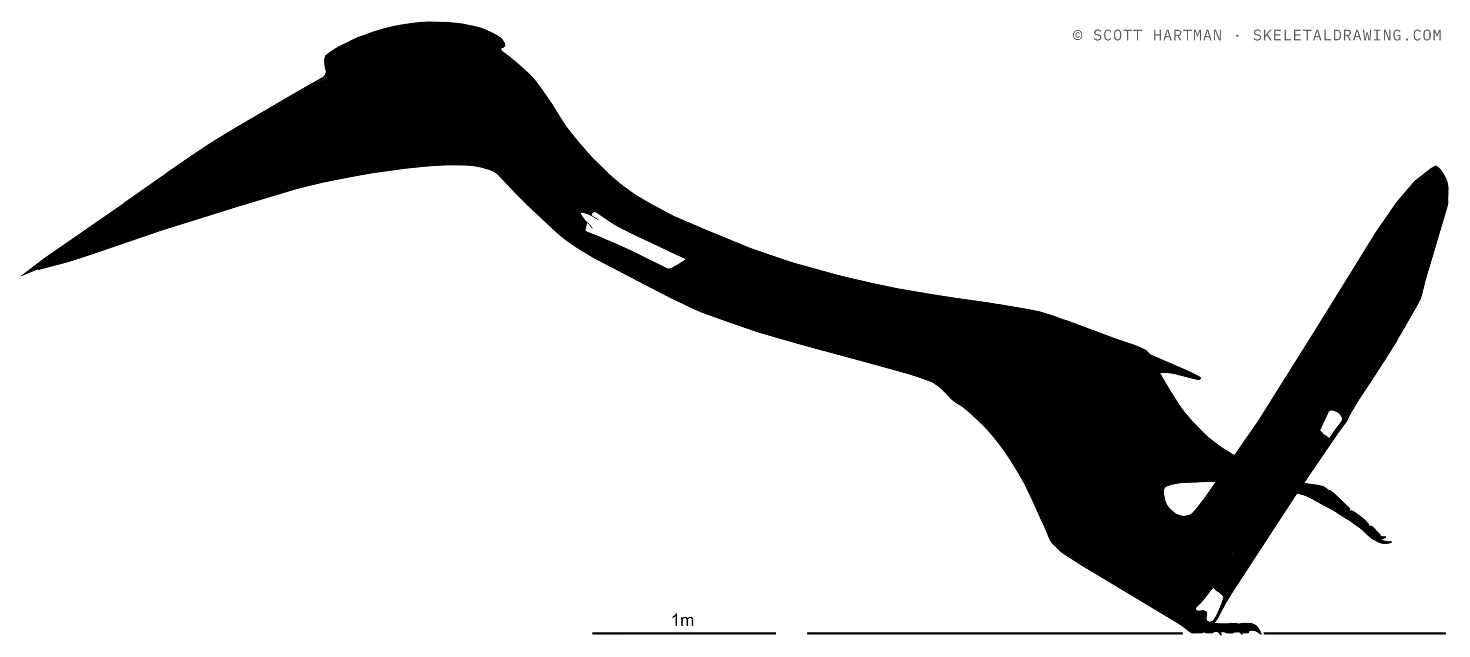 Arambourgiania philadelphiae — known skeletal material, left lateral view; preserved elements in white against a black body silhouette.