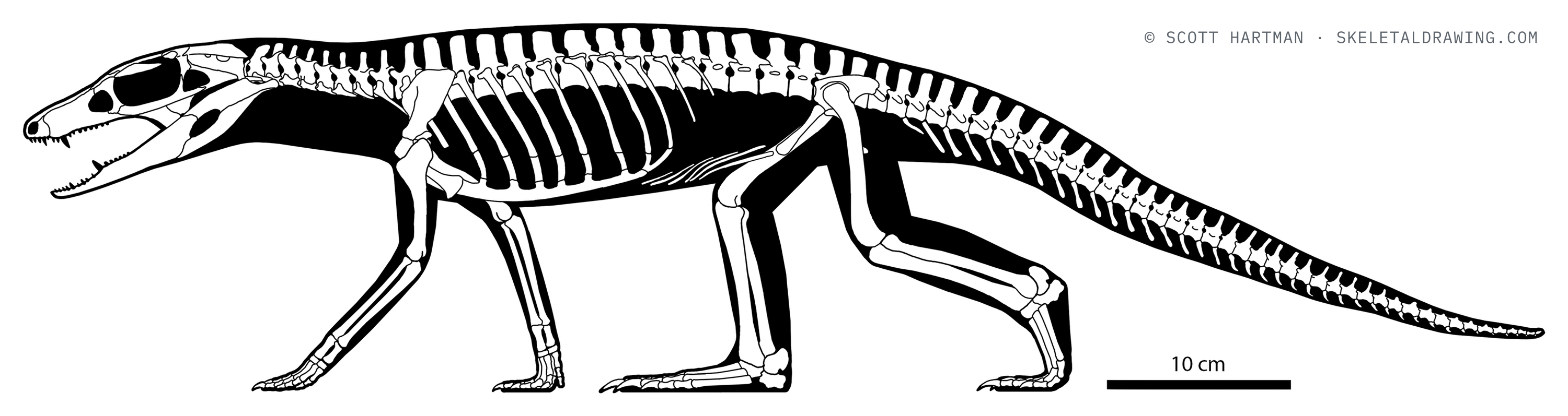 Araripesuchus wegeneri — Without armor.