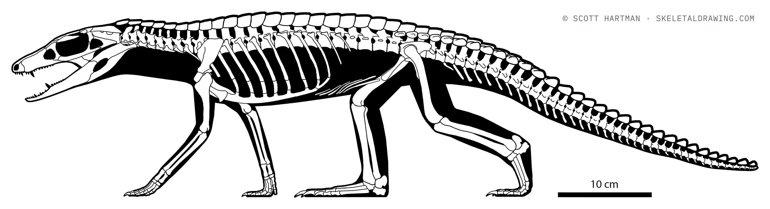 Araripesuchus wegeneri skeletal reconstruction, left lateral view, length 82 cm.