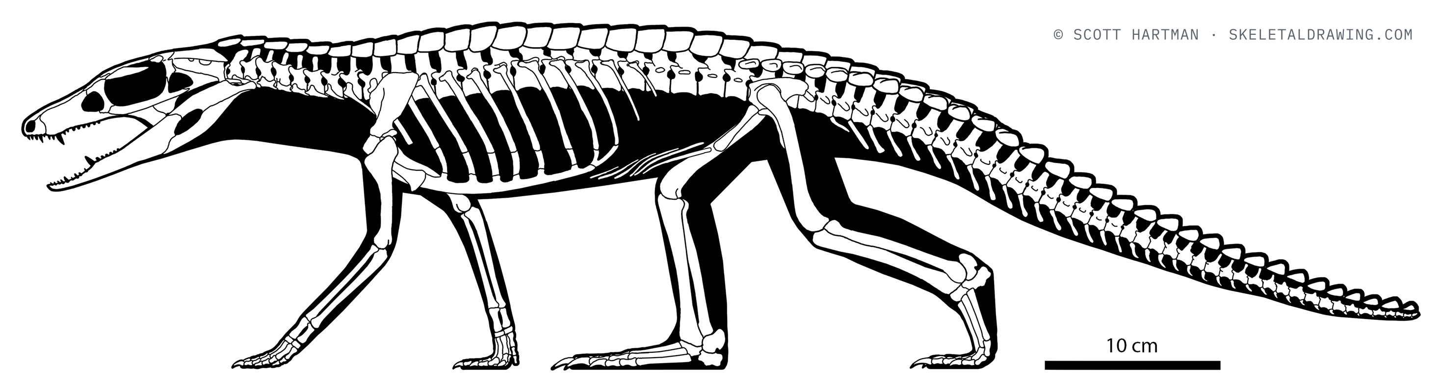 Araripesuchus wegeneri skeletal reconstruction, left lateral view, length 82 cm.