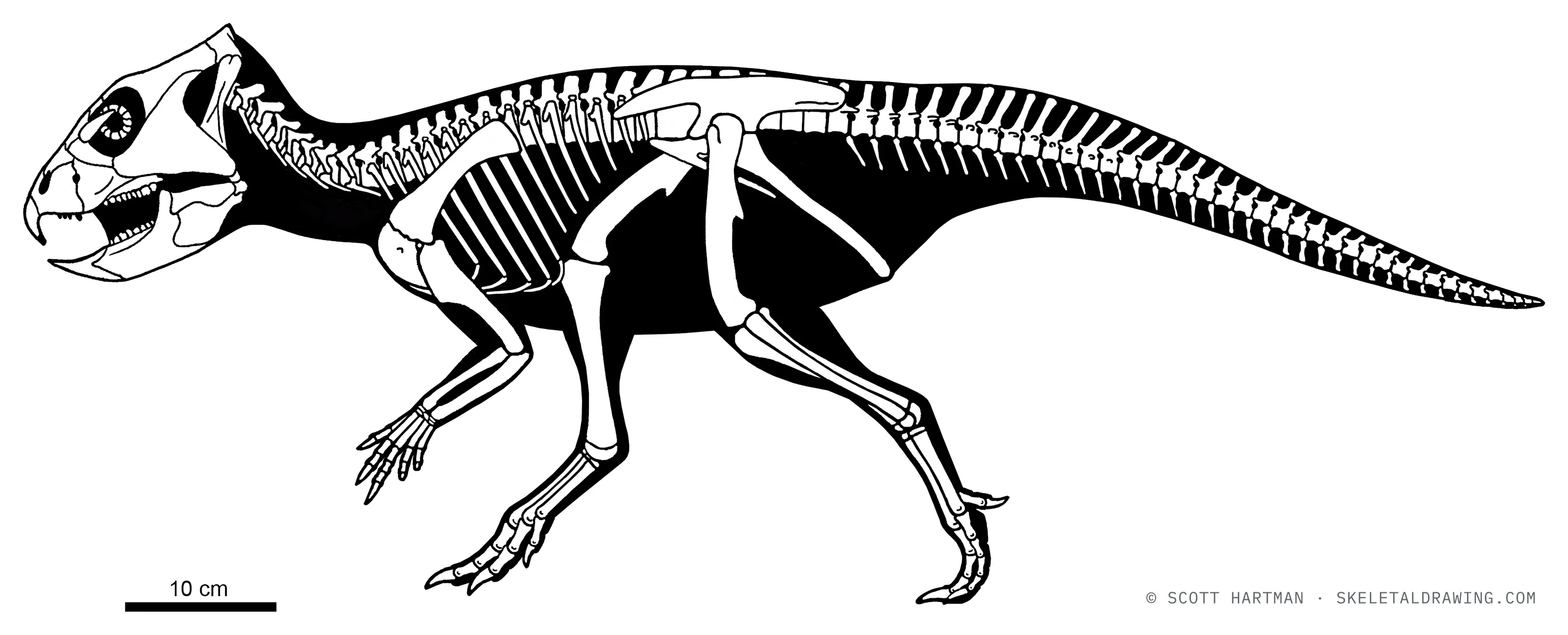 Archaeoceratops oshimai skeletal reconstruction, left lateral view, reconstructed length ~1 m.