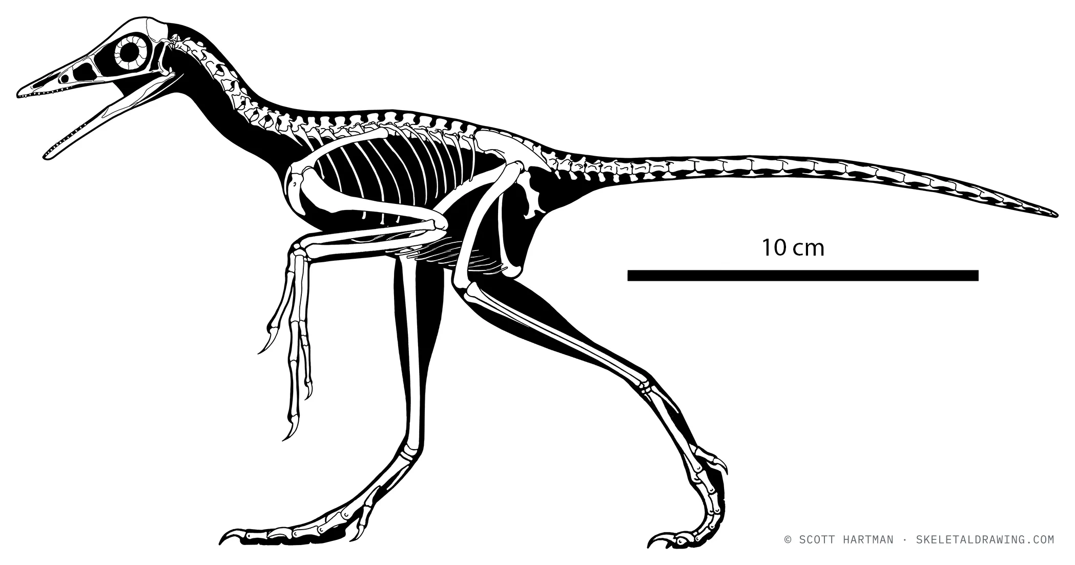 Archaeopteryx lithographica skeletal reconstruction, left lateral view — the Chicago specimen (FMNH PA 830), ~0.3 m.
