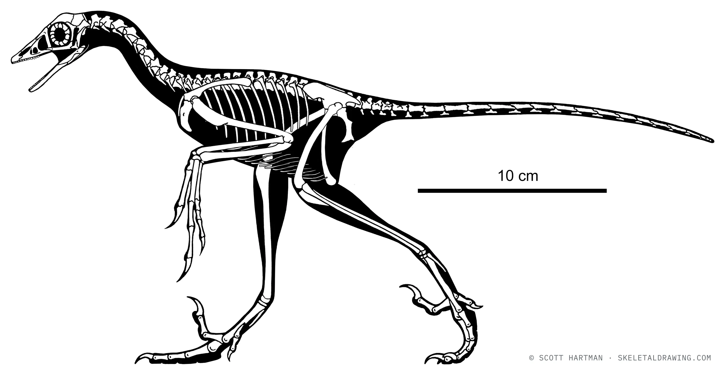 Archaeopteryx lithographica skeletal reconstruction, left lateral view — the Thermopolis specimen (WDC-CSG-100), ~0.38 m.