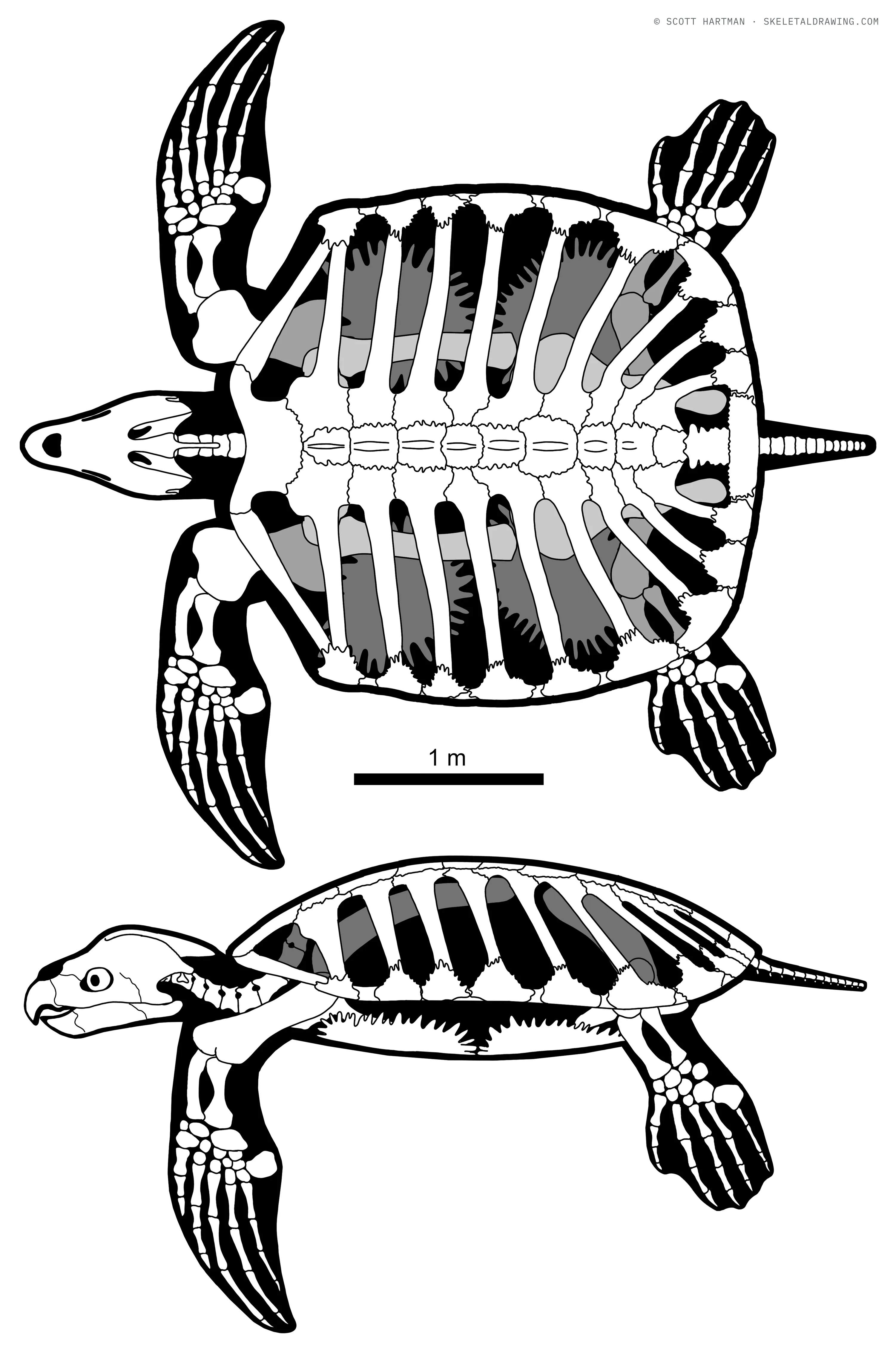 Archelon ischyros skeletal reconstruction, left lateral view, length ~4.6 m.