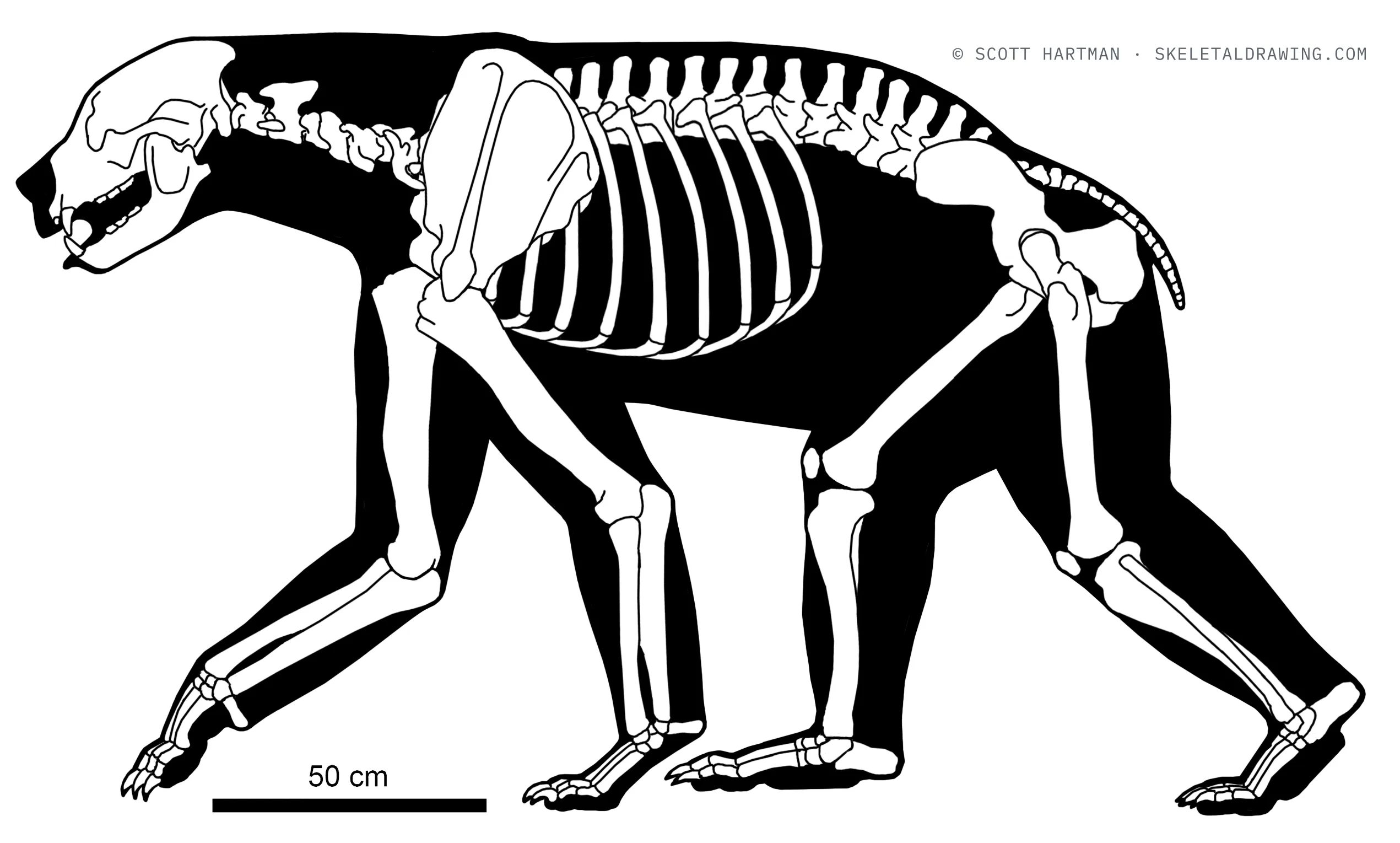 Arctodus simus skeletal reconstruction, left lateral view, reconstructed length ~2.3 m.