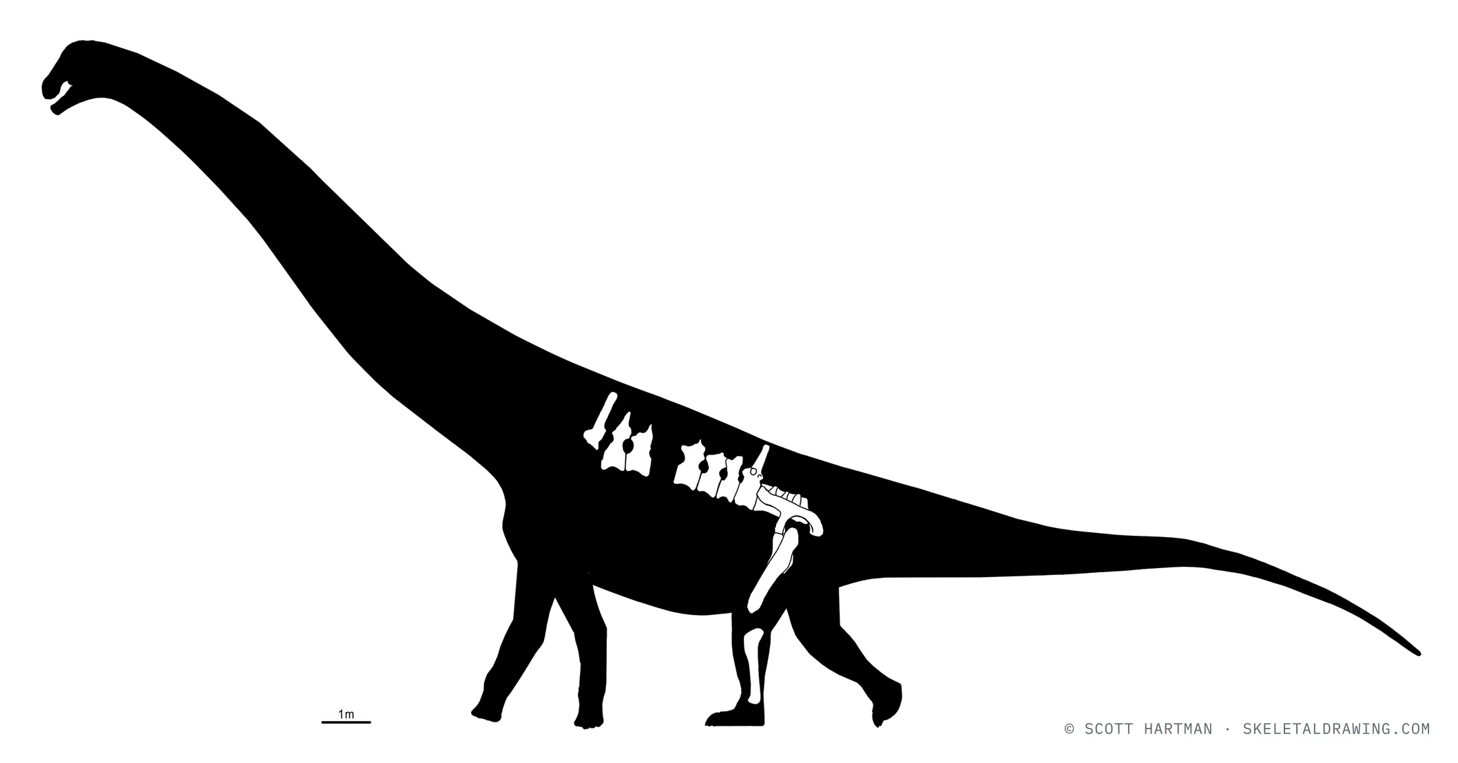 Known skeletal material of Argentinosaurus huinculensis: preserved elements shown in white against a black body silhouette, with a reconstructed outline at an estimated ~31 m.