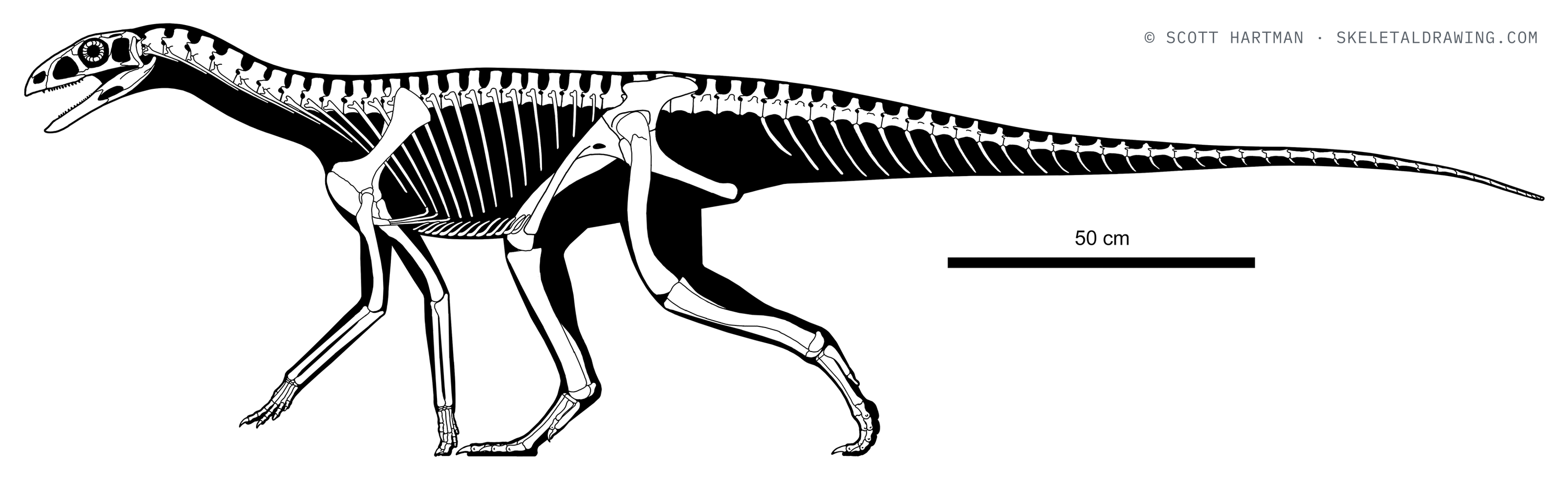 Asilisaurus kongwe skeletal reconstruction, left lateral view, length ~2.5 m.