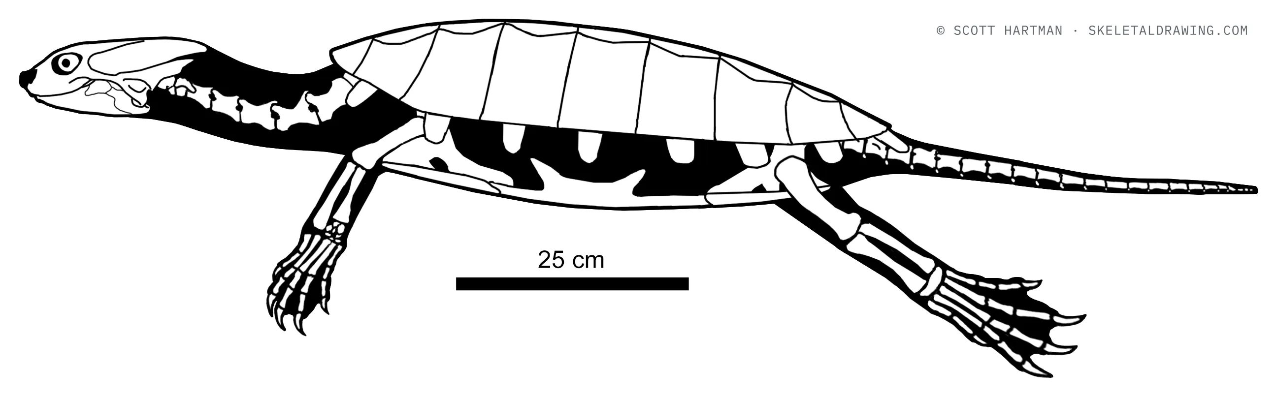Aspideretoides foveatus skeletal reconstruction, left lateral view, length ~1.4 m.
