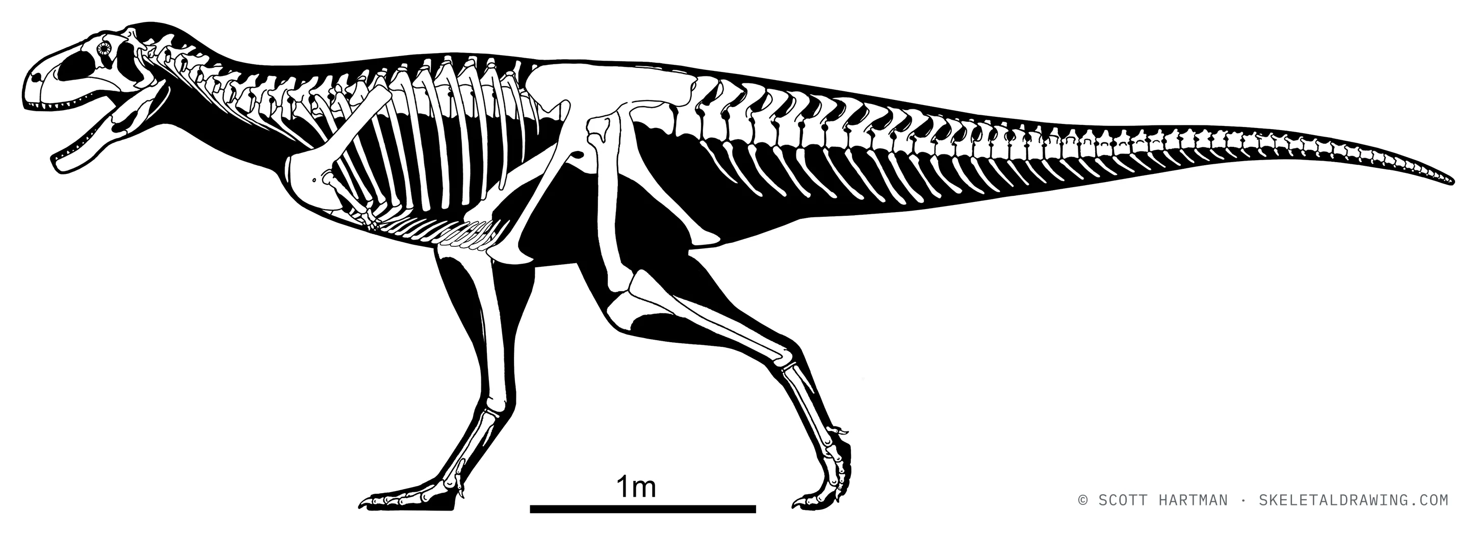 Aucasaurus garridoi skeletal reconstruction, left lateral view, reconstructed length ~6.5 m.