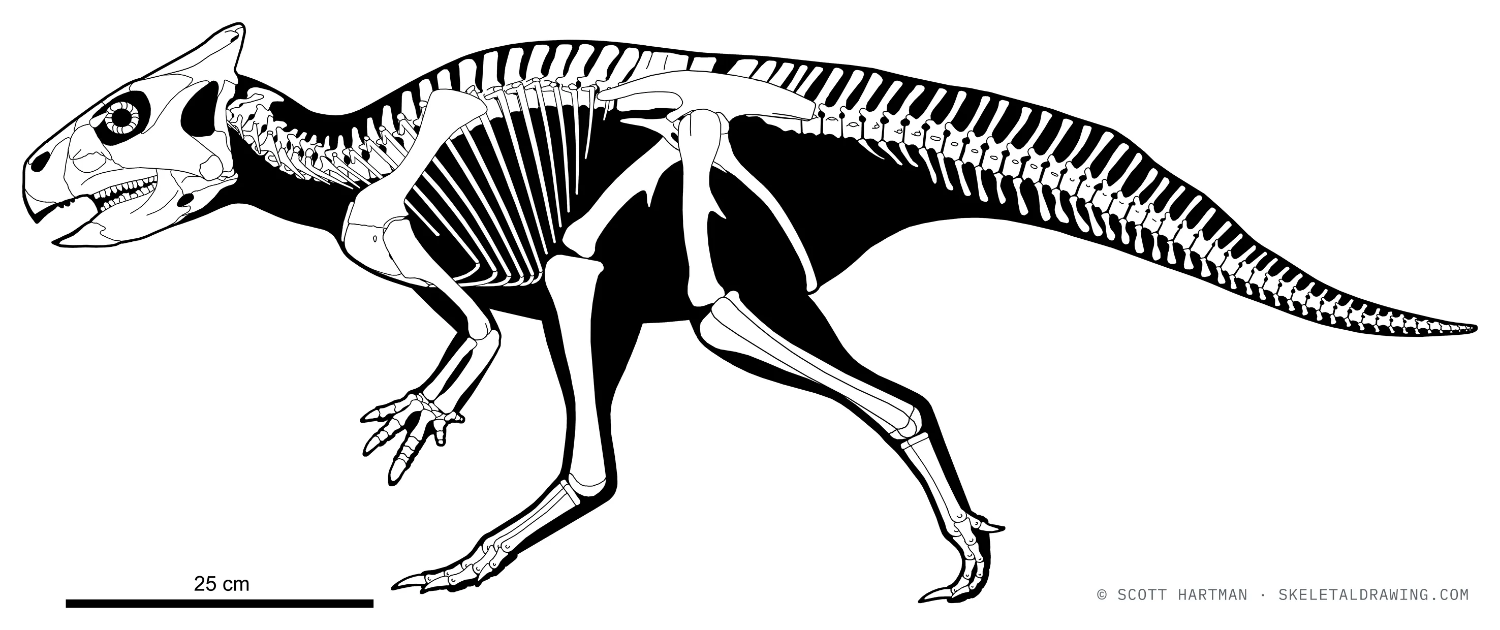 Auroraceratops rugosus skeletal reconstruction, left lateral view, reconstructed length ~1.2 m.